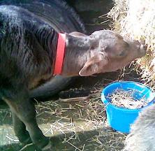 DC EATING HIS FIRST HAY