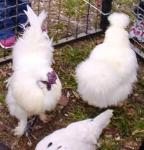 THESE ARE WHITE SILKIE CHICKENS
